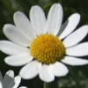anthemis cupaniana - abriachan nurseries